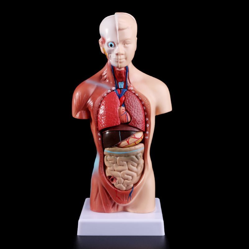 Human Torso Body Model Anatomy Anatomical Heart Brain Skeleton Internal Organs