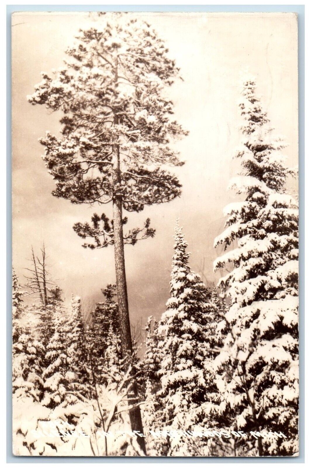 Beulah Michigan MI Postcard RPPC Photo Silence In The North Wood 1941 Vintage