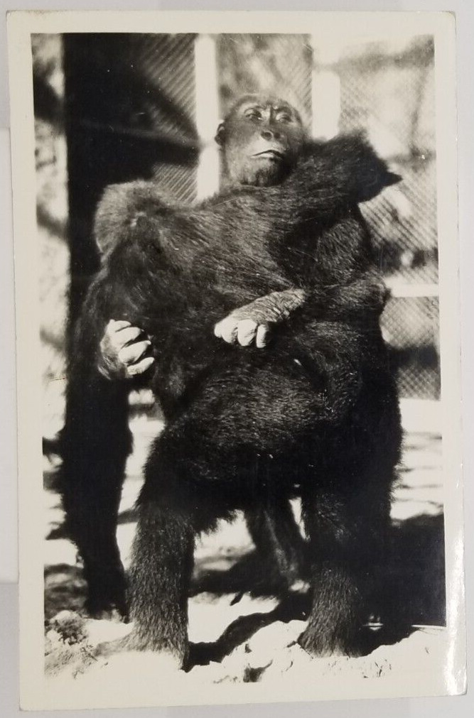 Real Photo Two Chimpanzee Monkey Playing Fun Embracing Postcard