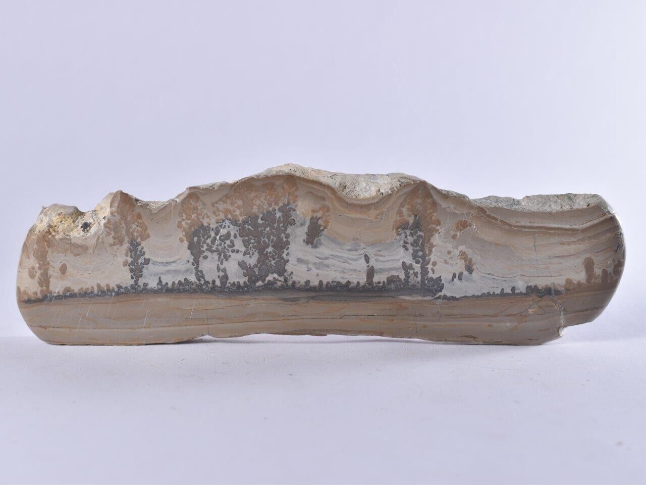 Cotham Marble (Fossilised Algae) - Stromatolite - Polished Slab Bristol UK 182mm