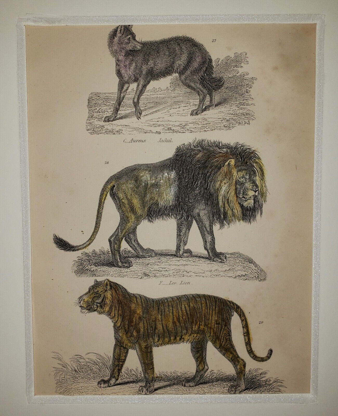 ALEXANDER FRANCIS LYDON (1836–1917) Original ANTIQUE Colored Engraving Tiger