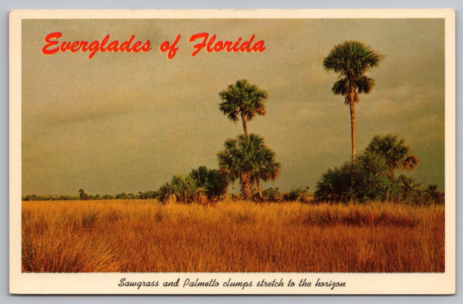 Postcard Sawgrass and Palmetto Everglades of Florida