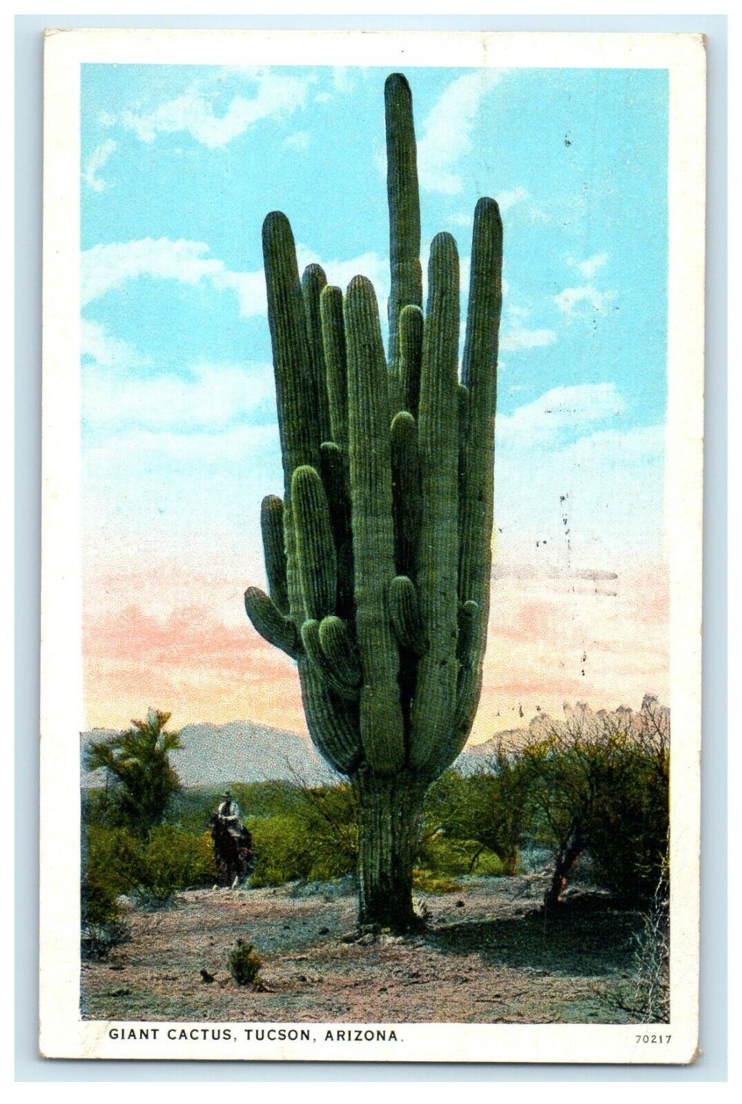 1925 A View Of Giant Cactus Tucson Arizona AZ Posted Vintage Postcard
