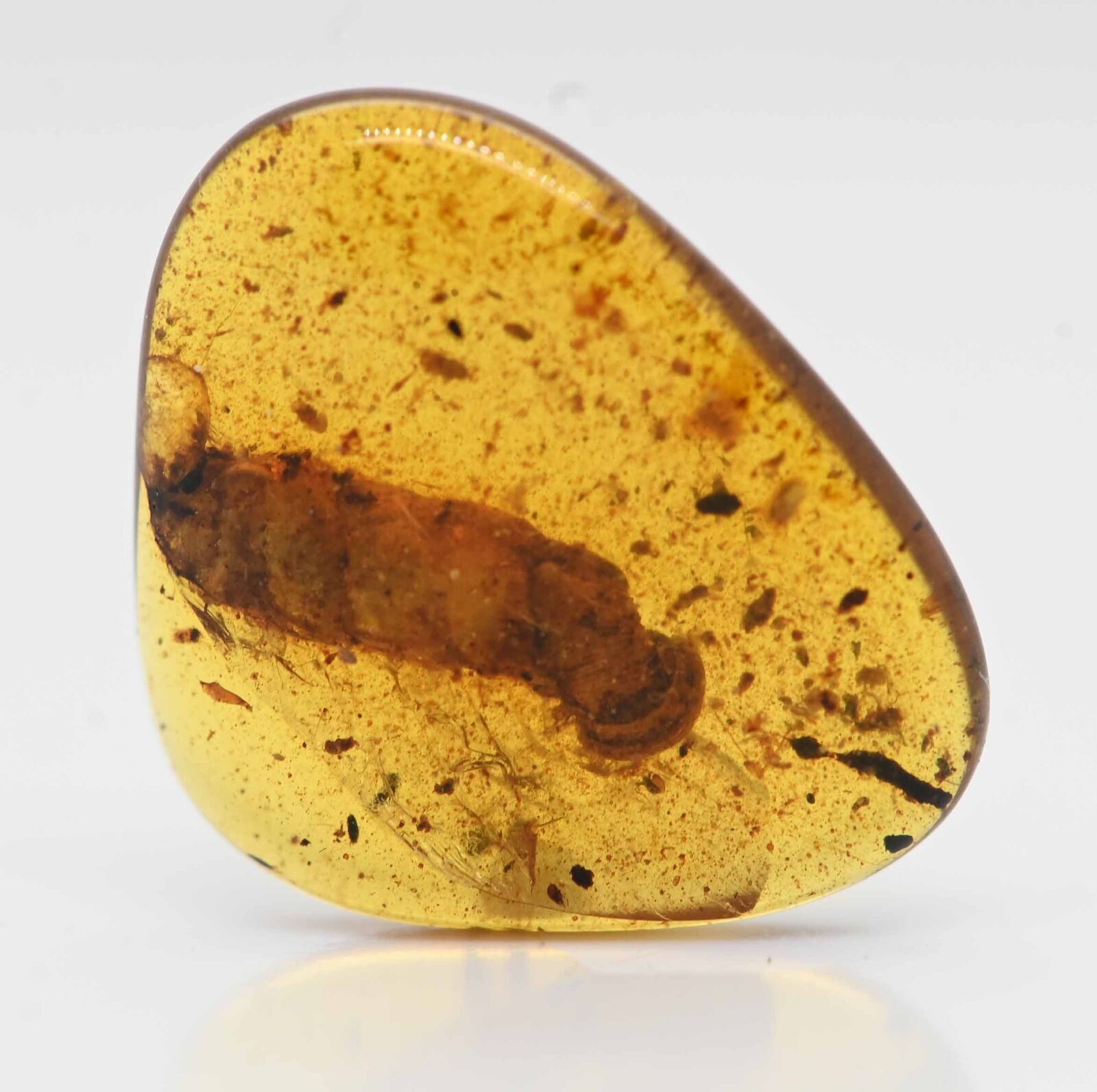 Rare Species of Snail (Gastropoda), Fossil Inclusion in Burmese Amber