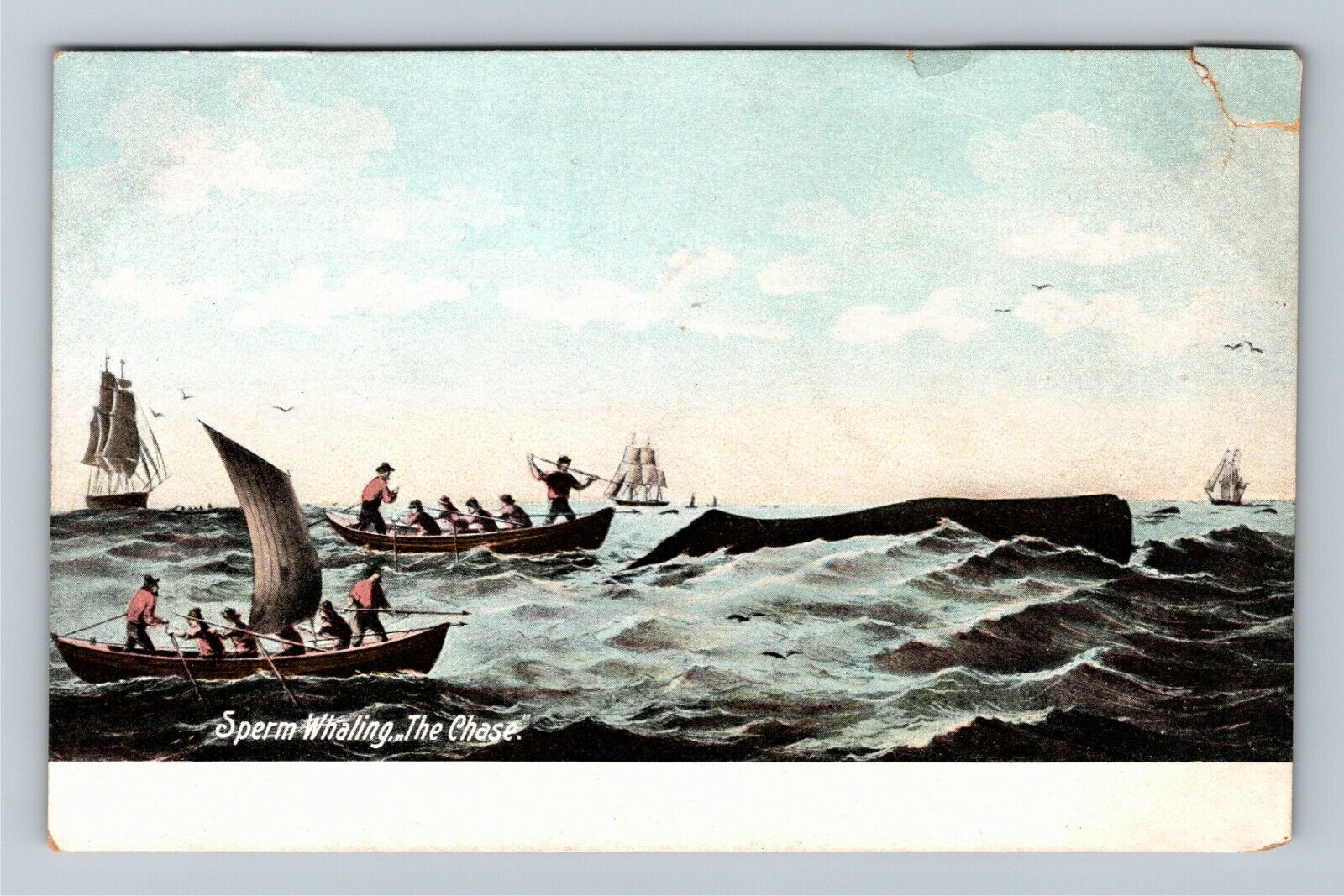 The Chase During Sperm Whaling, Vintage Postcard