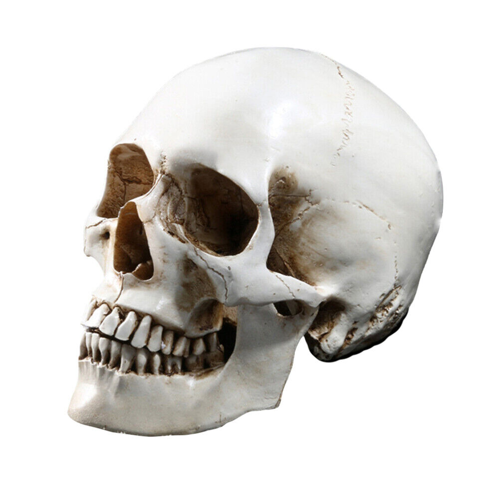 fake skeleton statue realistic human skull head bone hallowen scary halloween de
