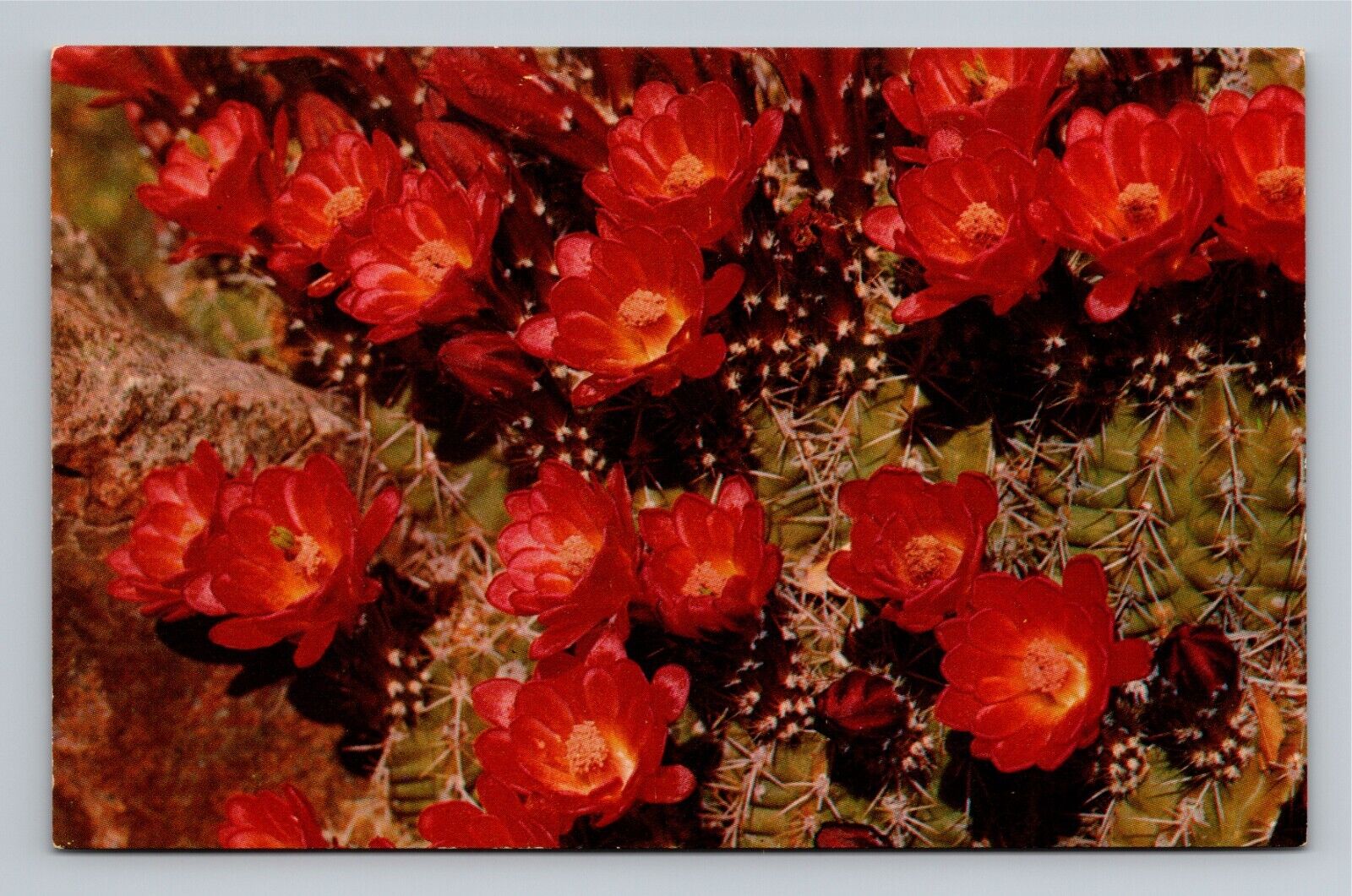 Claret Cup Bloom Red Kingcup Cactus Flowers Vintage Chrome Postcard Unused
