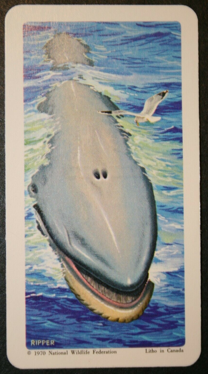 BLUE WHALE   Original 1970\'s Marine Wildlife Card  LB05