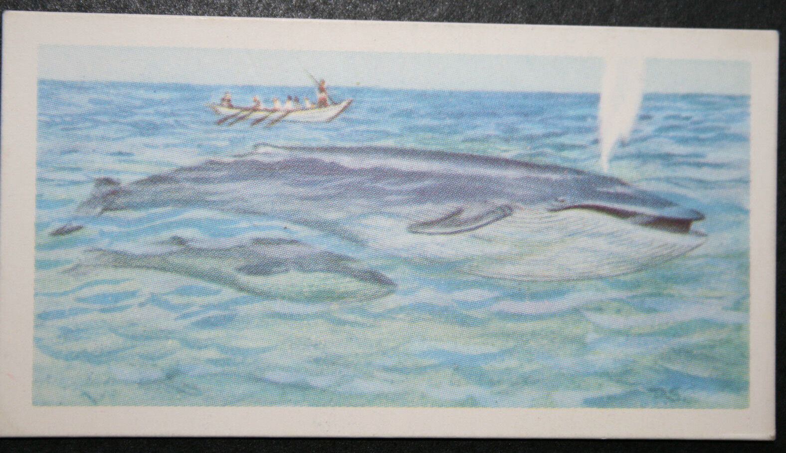 BLUE WHALE & CALF   Whaling Scene  Original 1960\'s Illustrated Card  LB05M