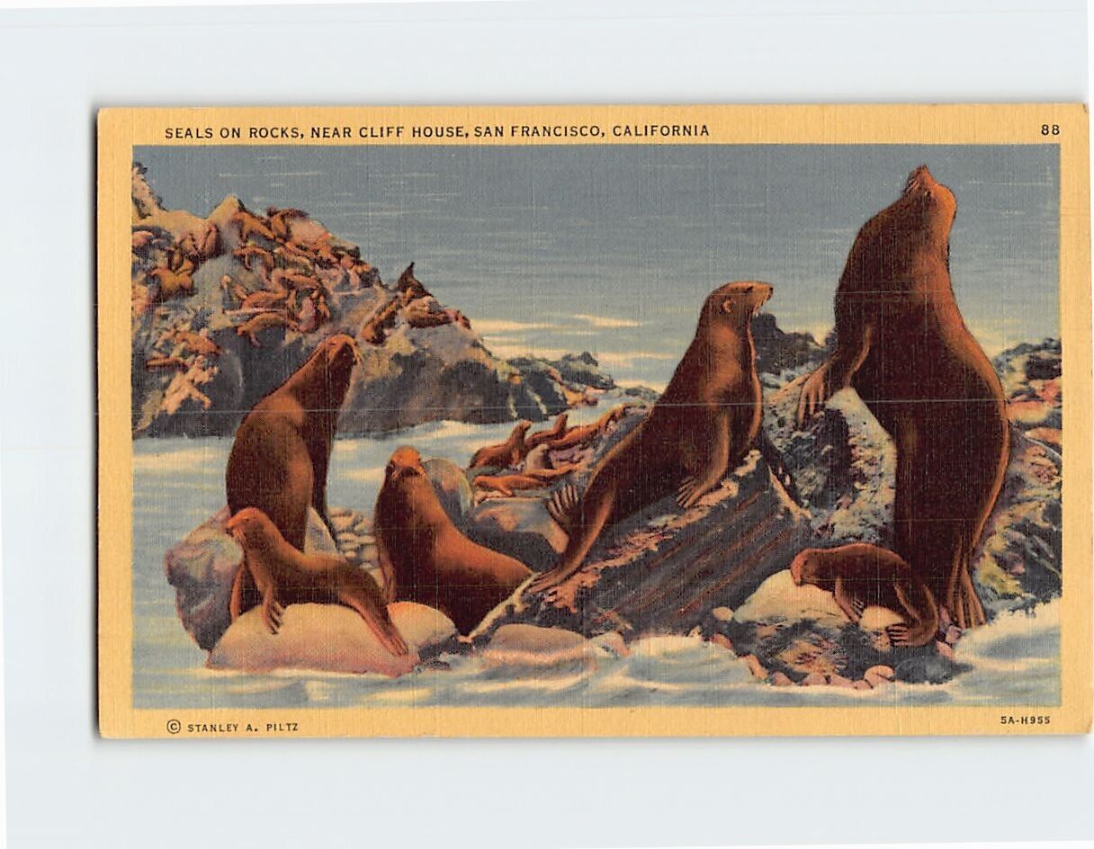 Postcard Seals on Rocks Near Cliff House San Francisco California USA