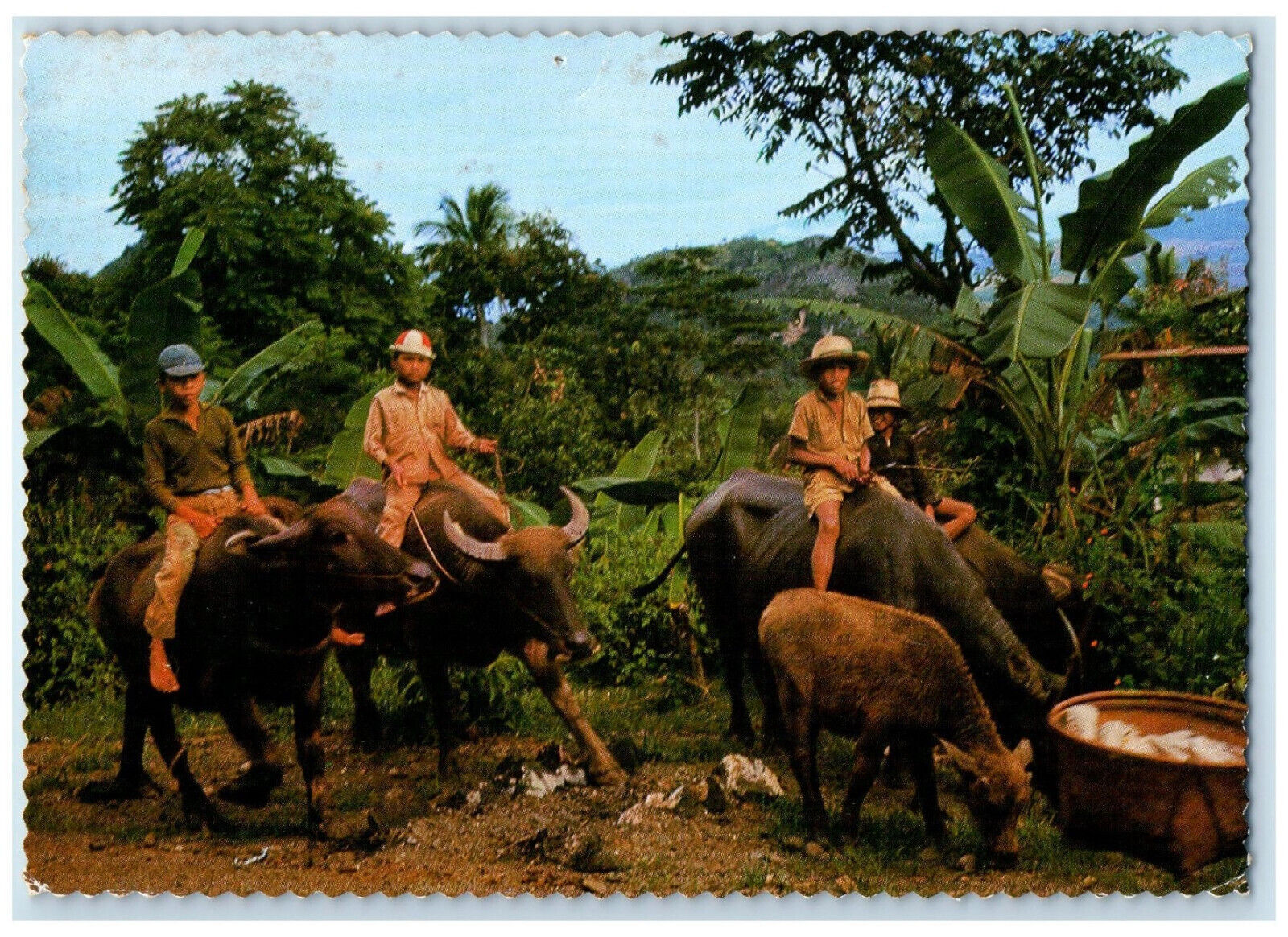 1977 The Farmers Children Enjoy Riding Water Buffalos Indonesia Postcard