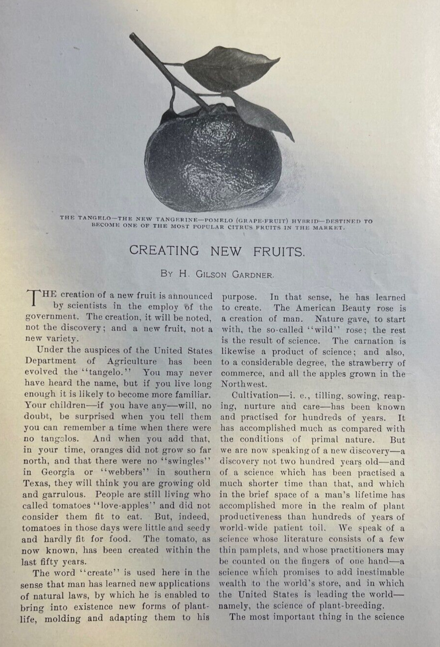 1904 Plant Genetics Creating New Fruits illustrated