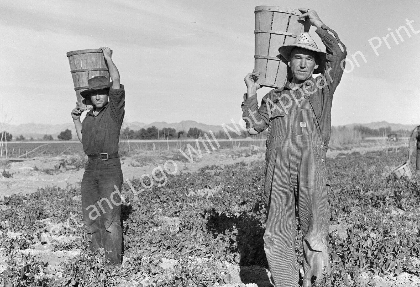 1939 Pea Pickers, Near Calipatria, California Old Photo 13\