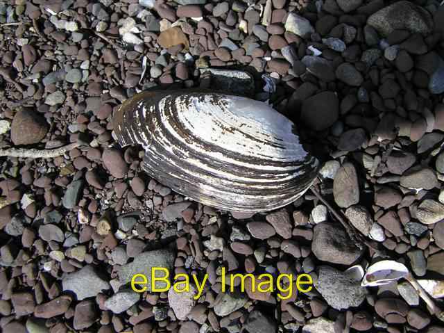 Photo 6x4 Fresh water mussel, Rossigh Bay, Lough Erne Glenross This would c2007