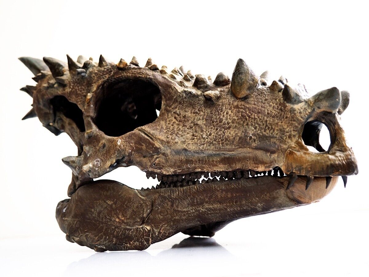 Dracorex dinosaur skull (young Pachycephalosaurus)