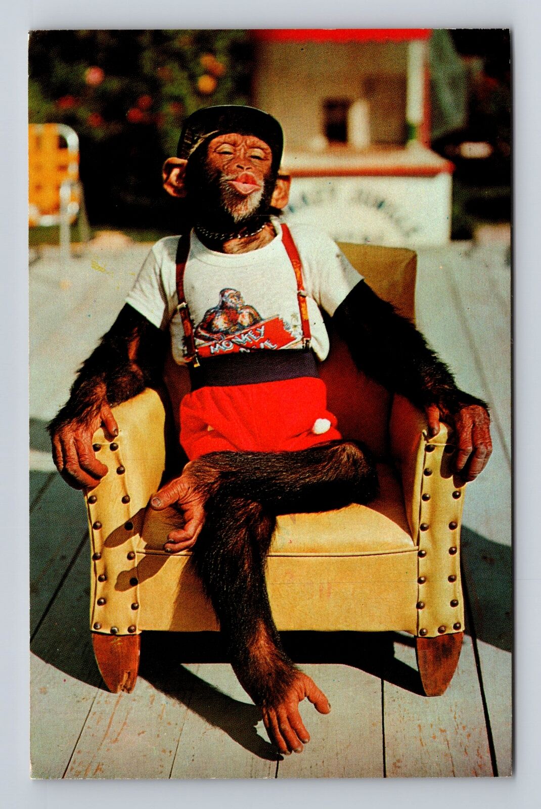 Miami FL- Florida, Chimpanzee At Monkey Jungle, Antique, Vintage Postcard