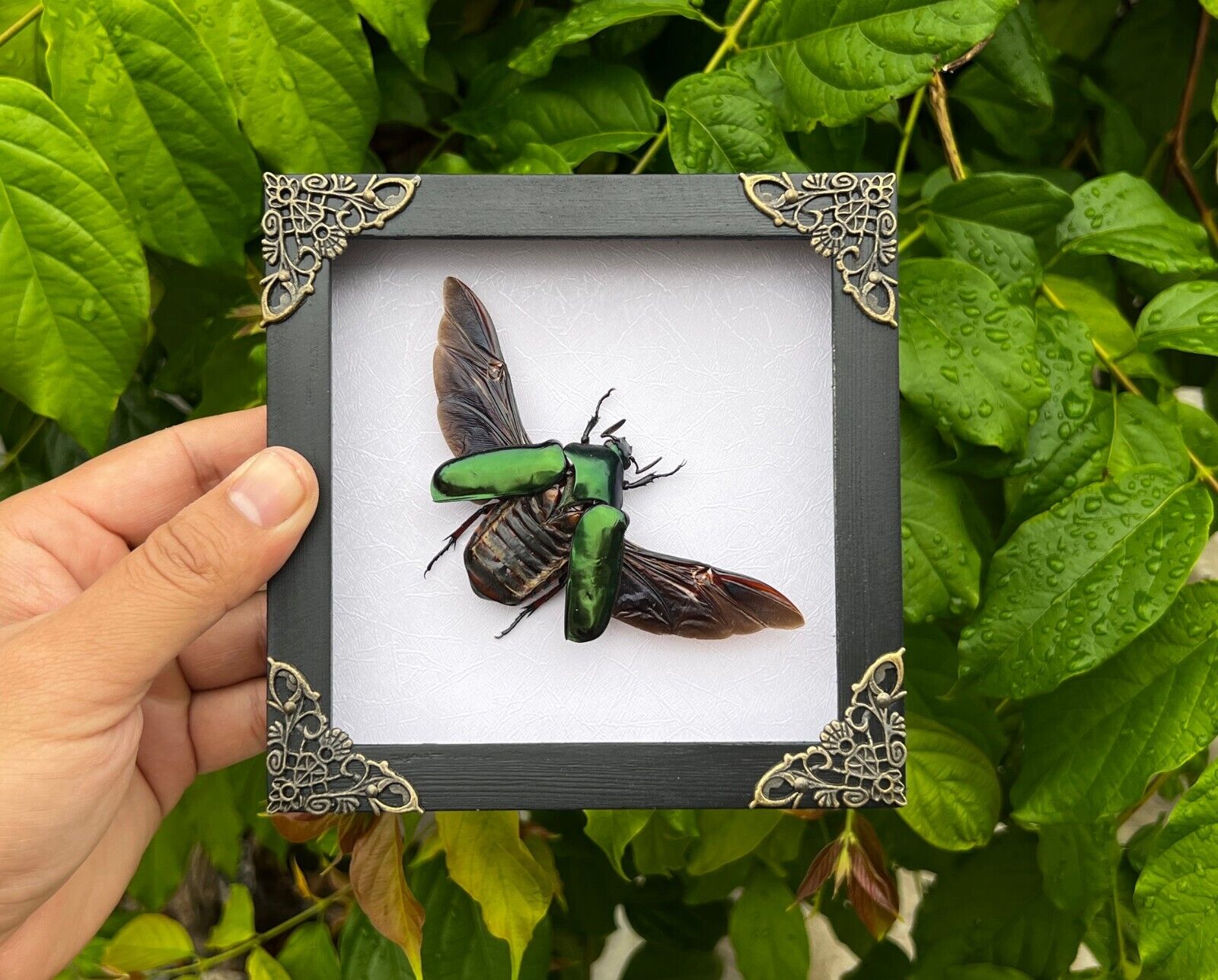 Framed Insect Beetle Taxidermy Collections Display Entomology Gift Wall Decor