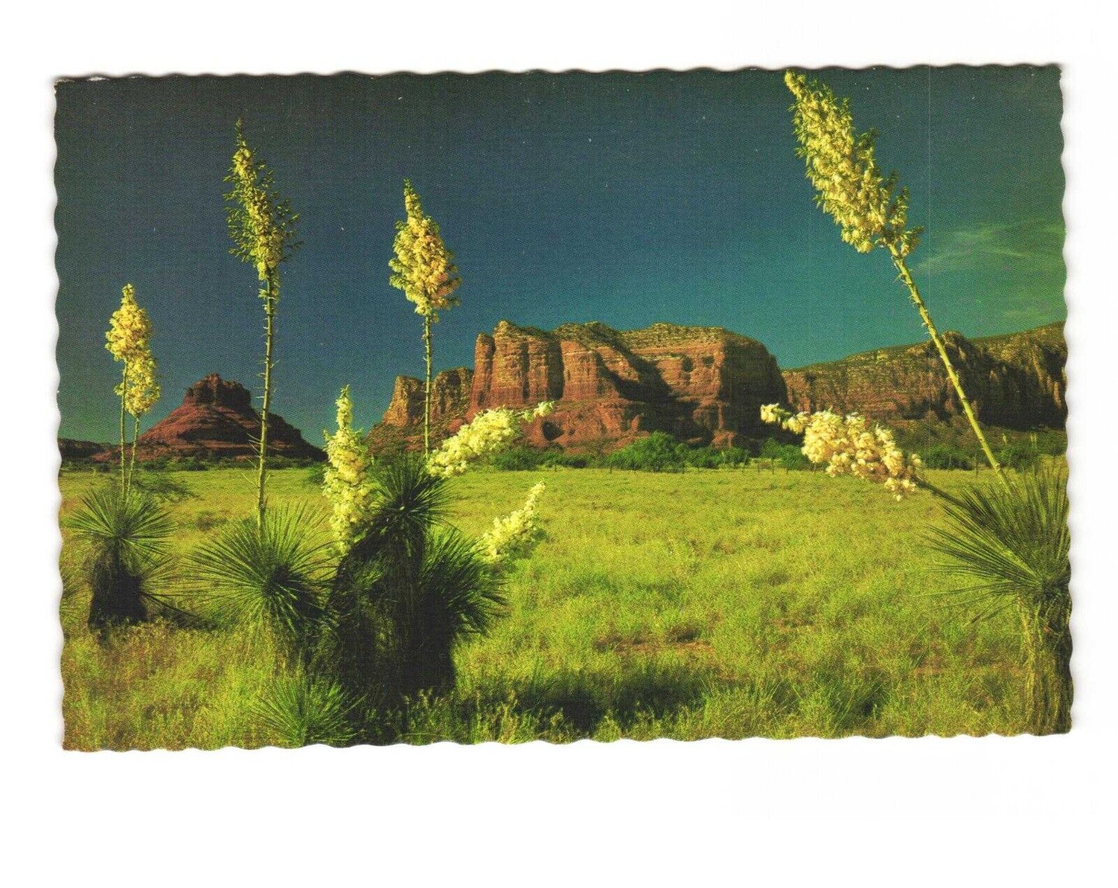 Oak Creek Canyon, Arizona - VTG Postcard Unposted 4x6