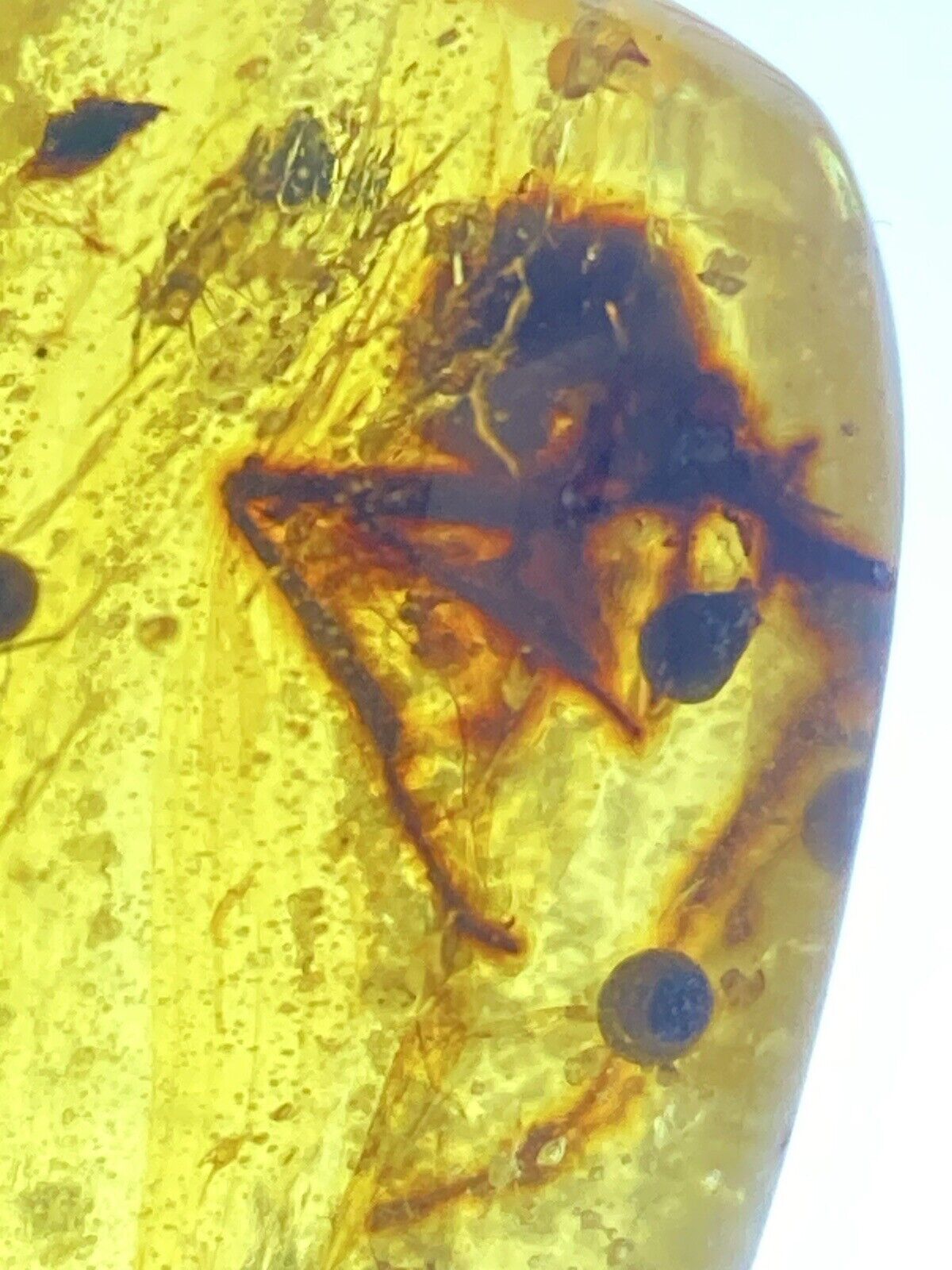 Huge Bug - Premium Crazy Insect Fossil In Genuine Burmite Amber, 98MYO