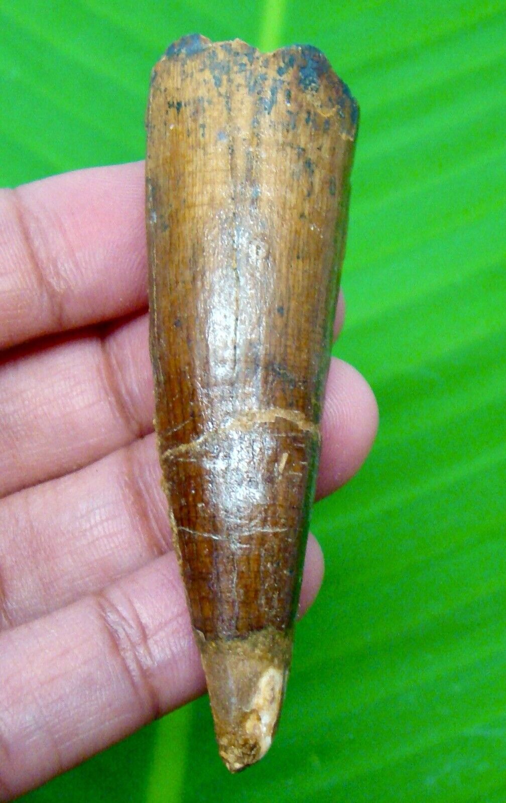 SPINOSAURUS DINOSAUR TOOTH - 2.62 INCHES - REAL FOSSIL - MOROCCO FOSSIL