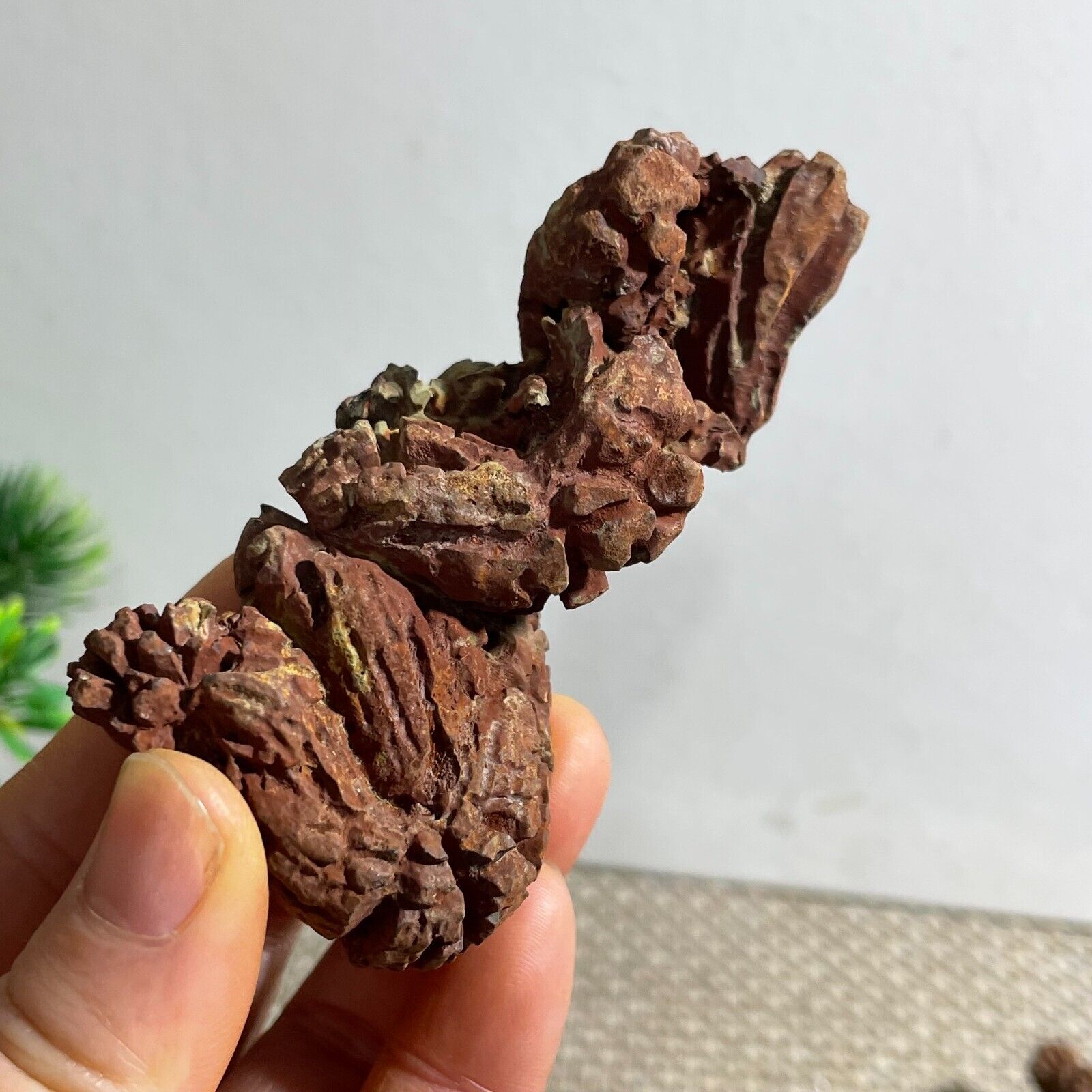 118g Rare Dinosaur Coprolite Dung Poop Rough Mineral Specimen Madagascar  h124