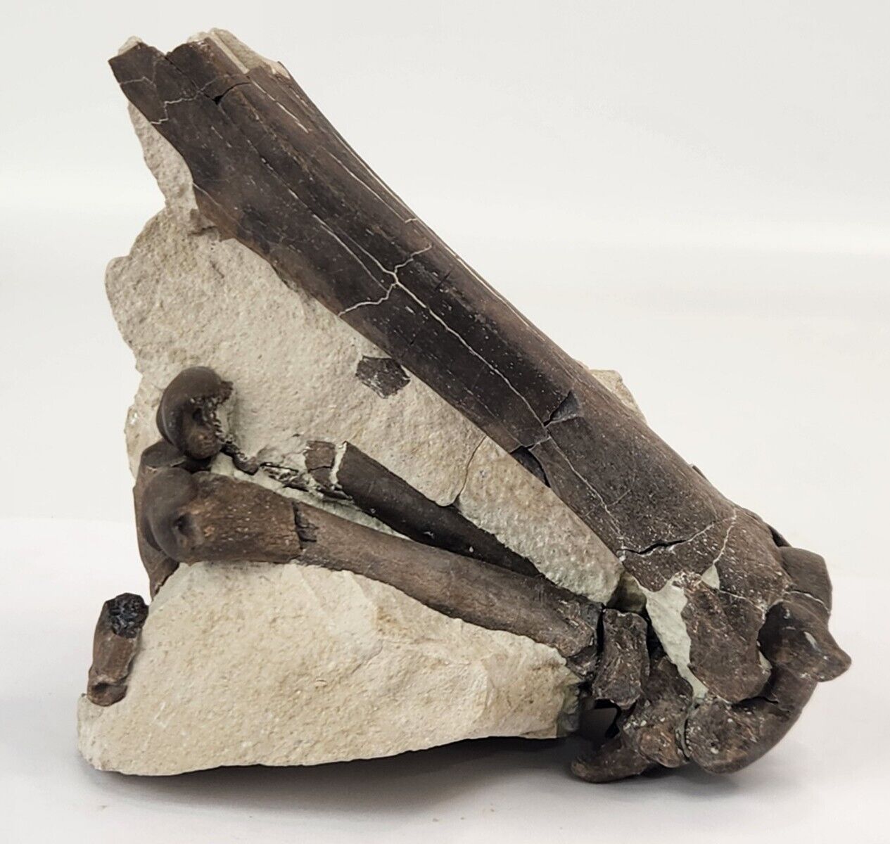 Oreodont Right Leg Fossils In Matrix - White River Group - Brule Fm. - NE
