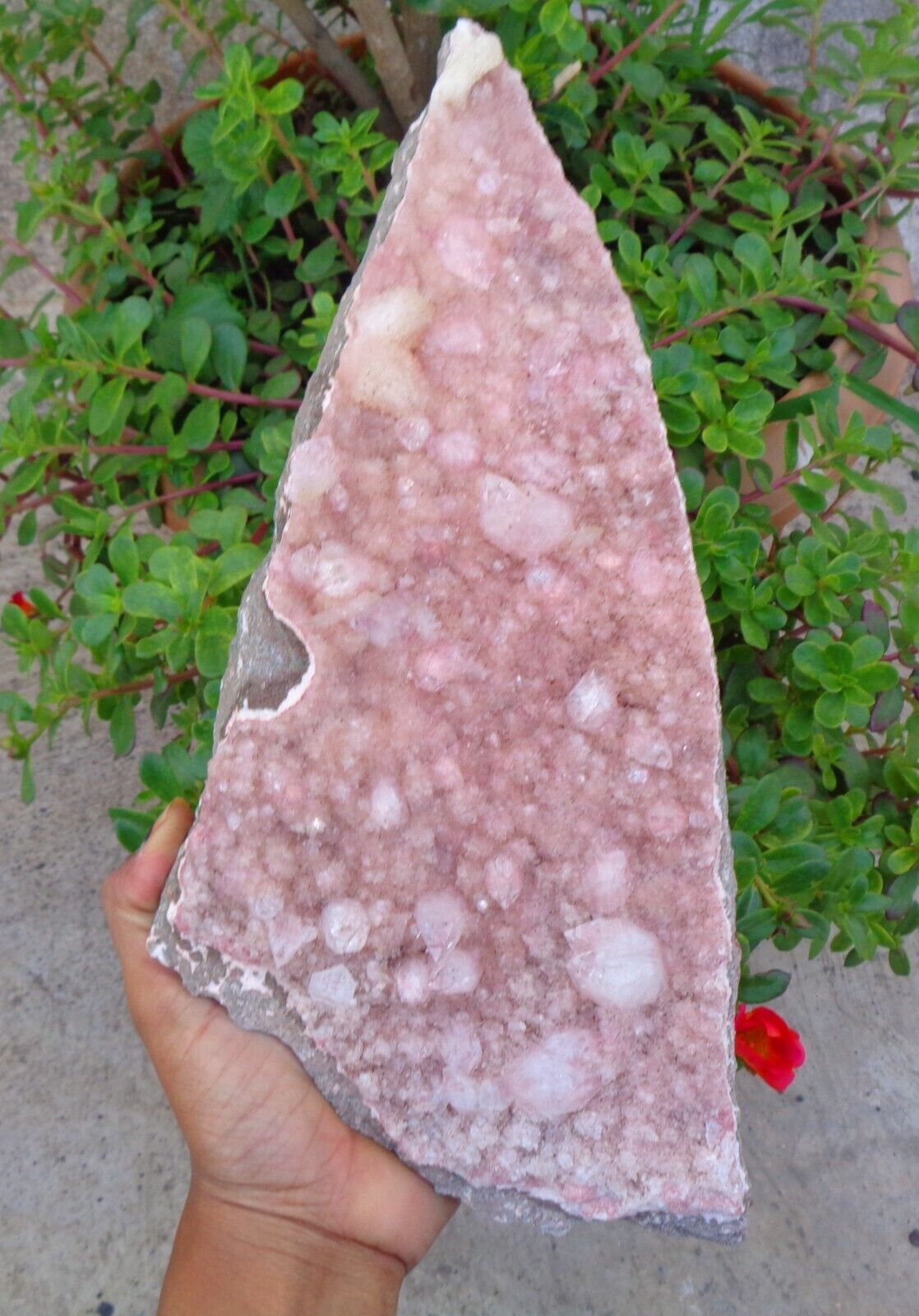 Apophyllite Crystals On Light Pink Matrix Minerals Specimen #E63