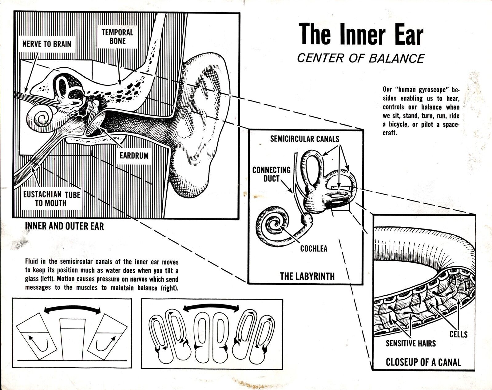 LD279 1965 Original Photo MEDICAL DIAGRAM OF THE INNER EAR CENTER OF BALANCE