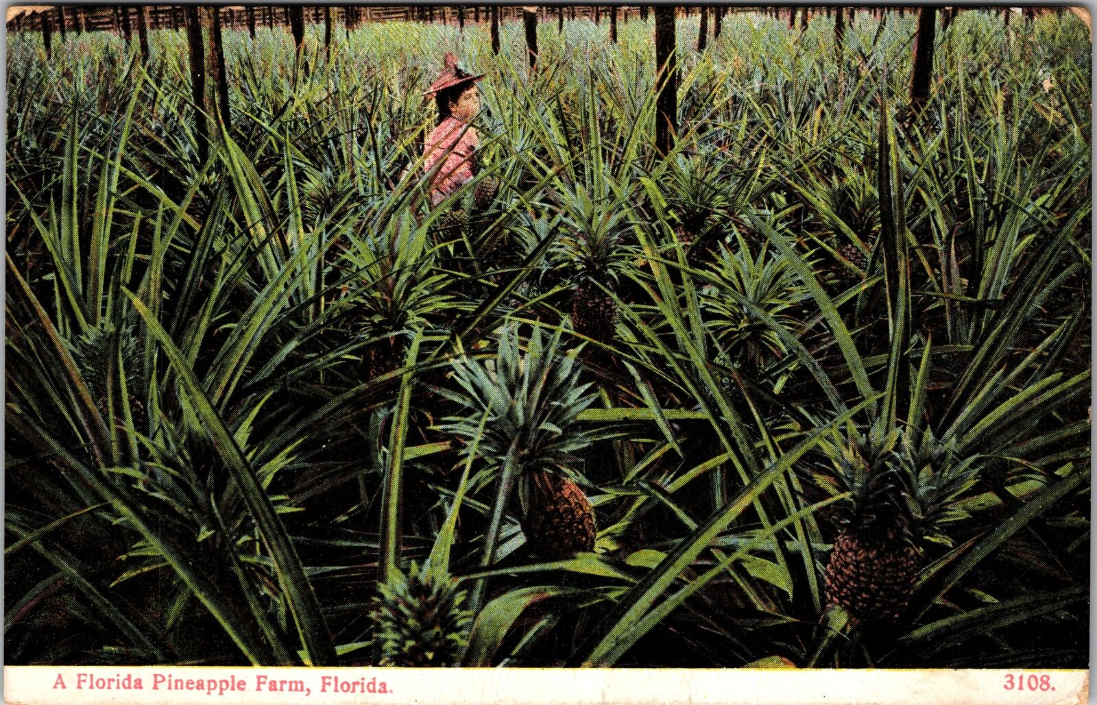 FL-Florida, A Person in A Pineapple Farm, Vintage Postcard
