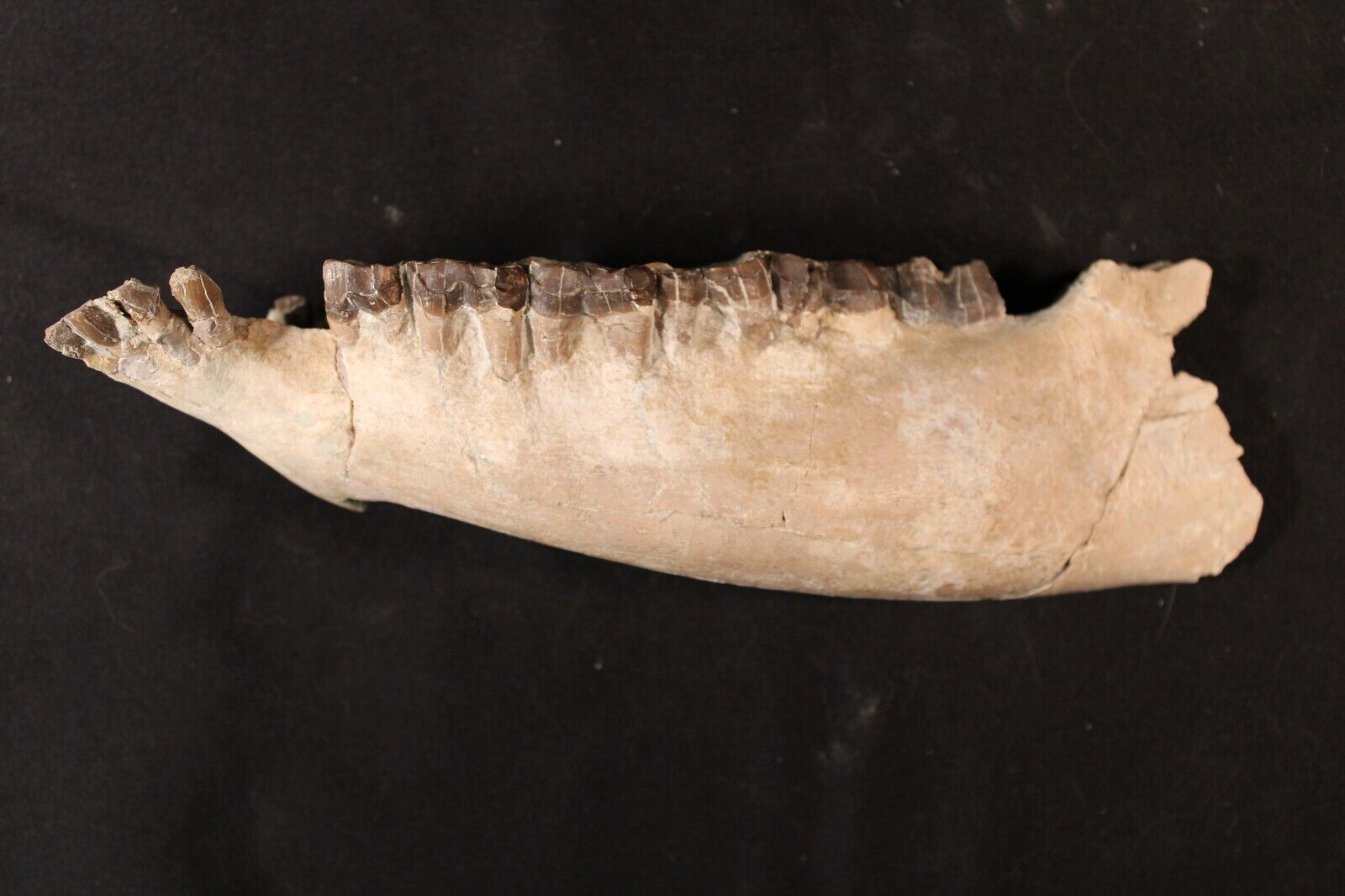Oligocene White River fossil Rhino Jaw Hyracodon Wyoming
