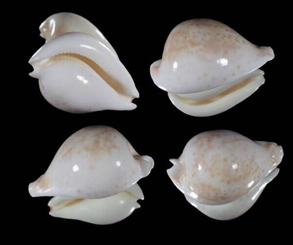 Cypraea Hesitata 98.33 Bass Strait Tasmania SELECTED Seashell