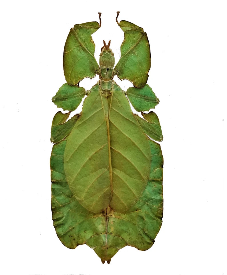 Phyllium pulchrifolium - Walking Leaf Insects, Spread - Sumatra