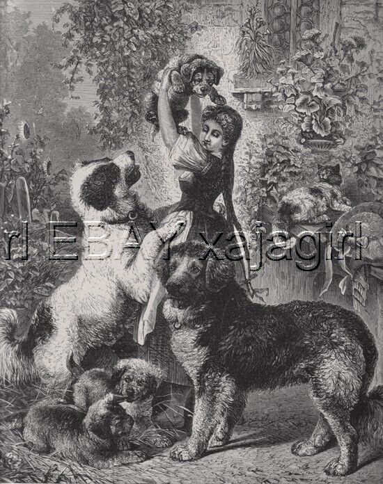 Dog Newfoundland Family & Pups HUGE Antique Print 1880s