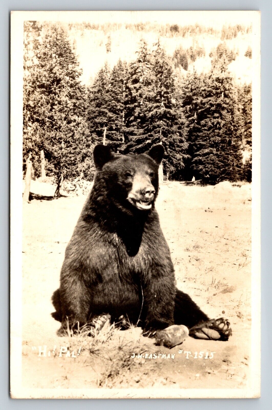 RPPC Black Bear \'Hi Pal\' J.H. Eastman Classic Photo VINTAGE Postcard