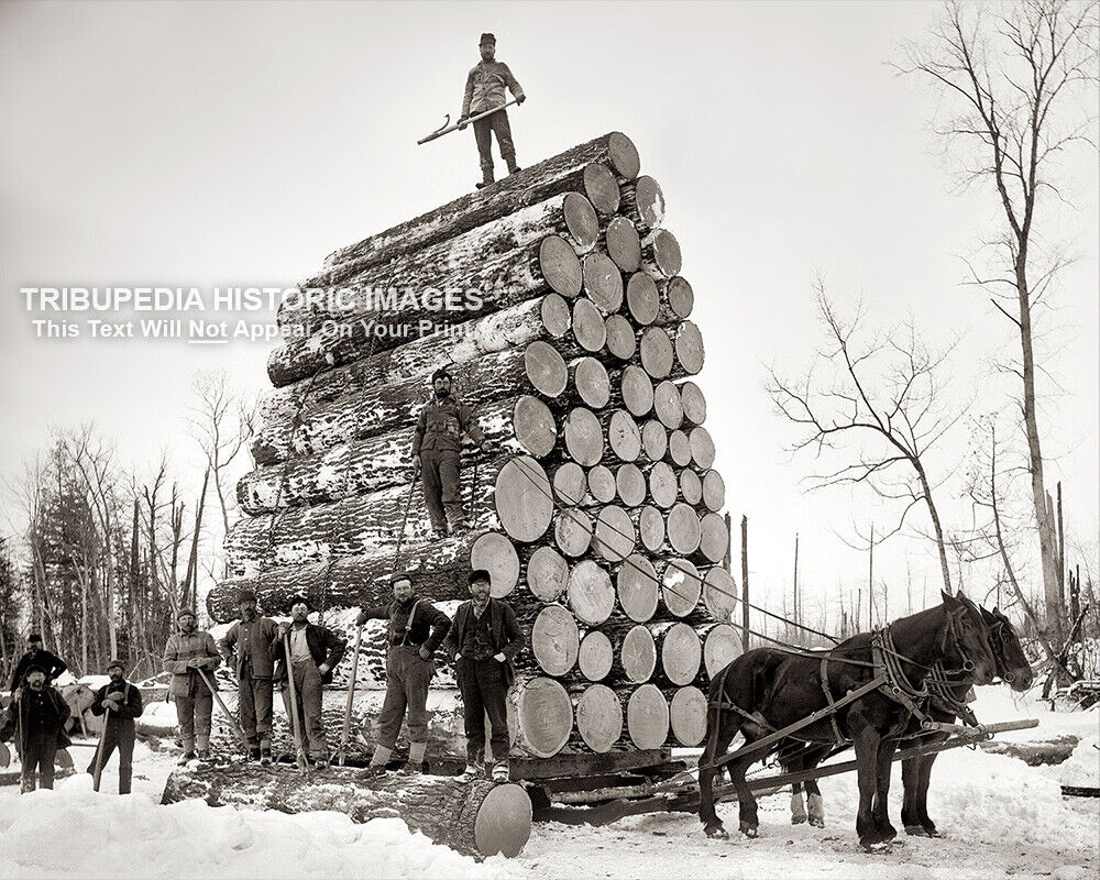 Antique 1890s Photo Logging a Big Load of Trees in Michigan - Men with Tree Sled