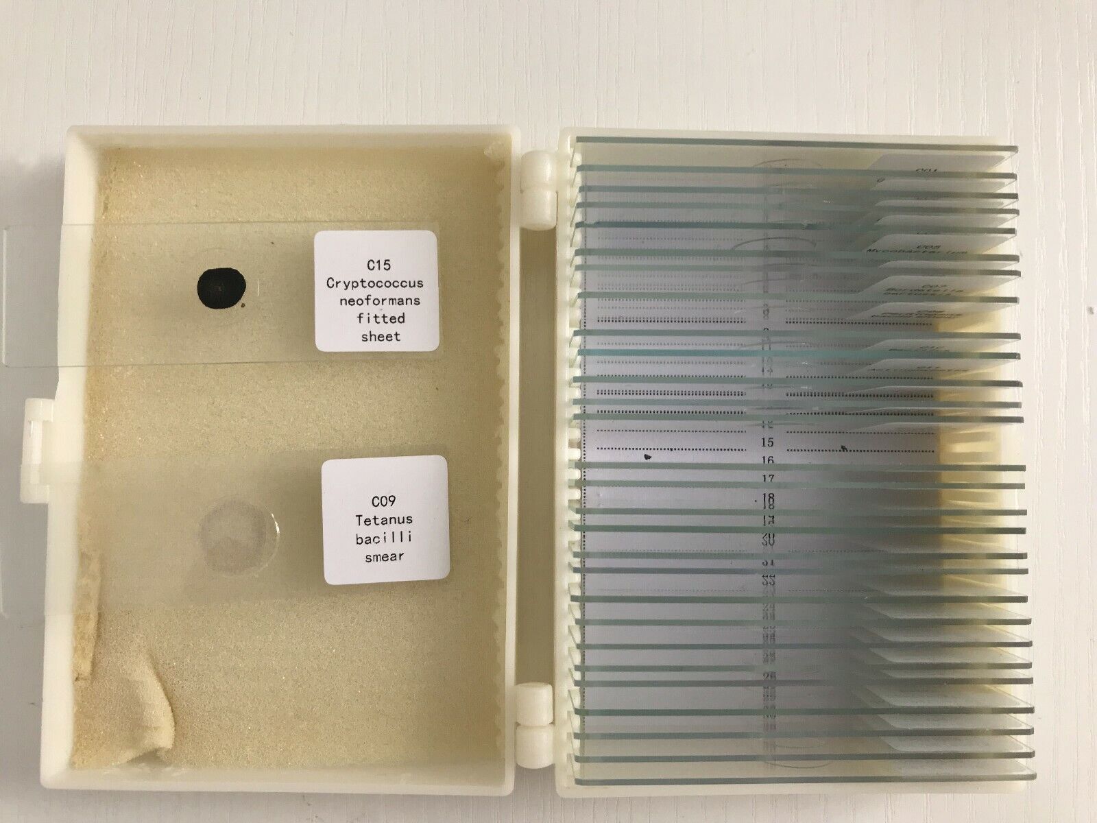 Lab accessories microbiology teaching microbiology human bacteria prepared slide