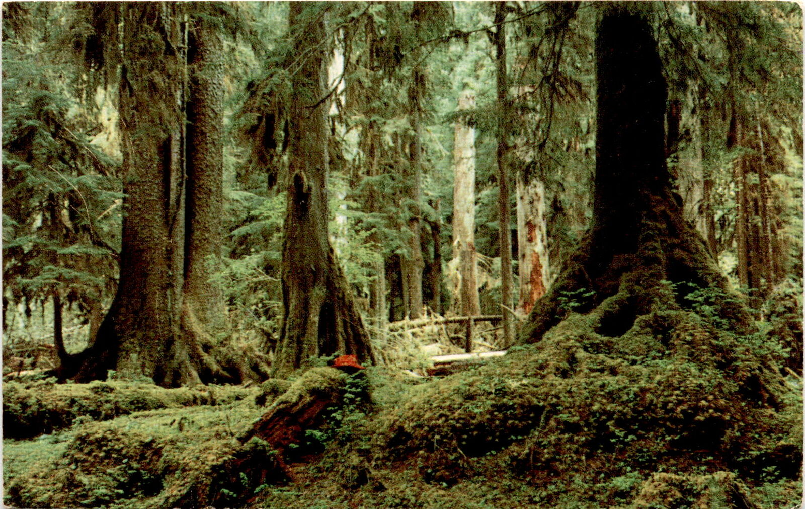 Olympic Peninsula Washington Hemlock Spruce rainforest Chief Seattle Su postcard