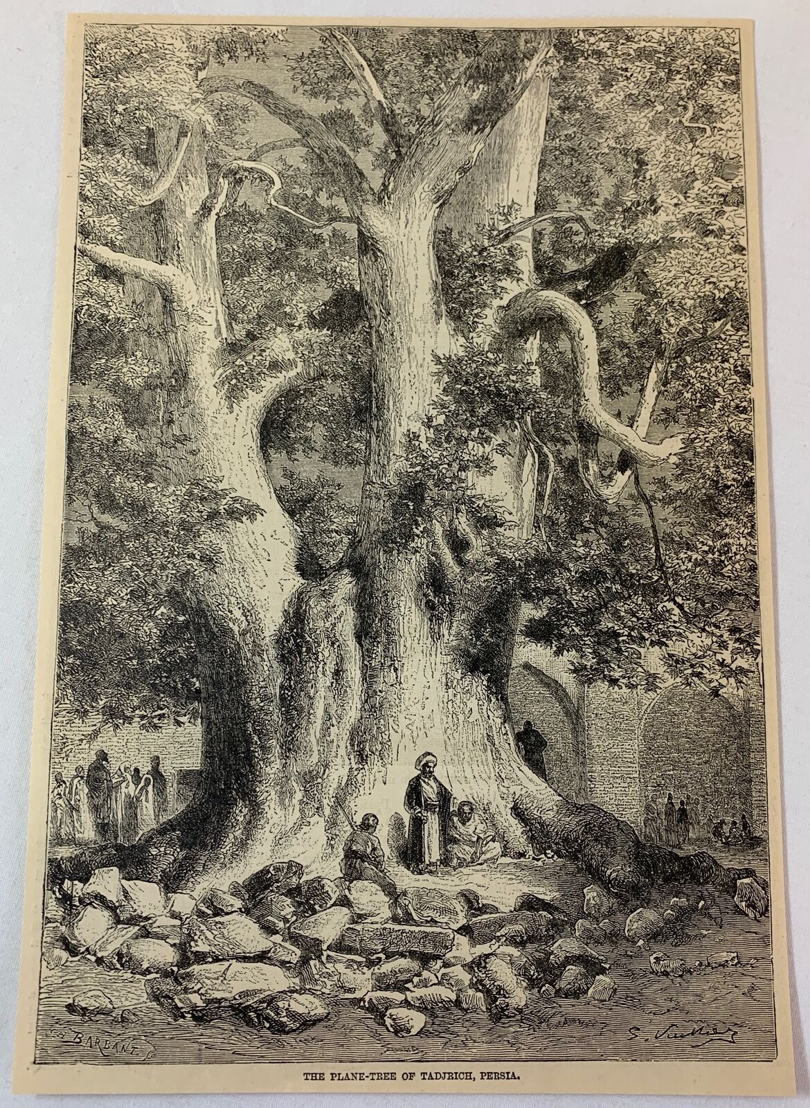 1886 magazine engraving ~ THE PLANE-TREE OF TADJRICH Persia