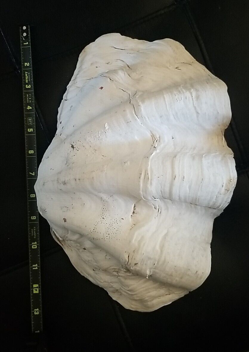 Natural Giant Clam Shell Tridacna Gigas  13” x 9” Huge Seashell Real Genuine