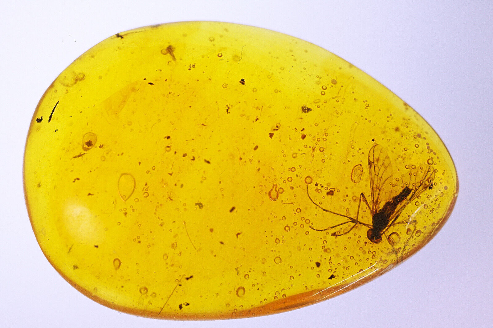 Fossil Insect Preserved in Dominican Amber Millions of Years Old