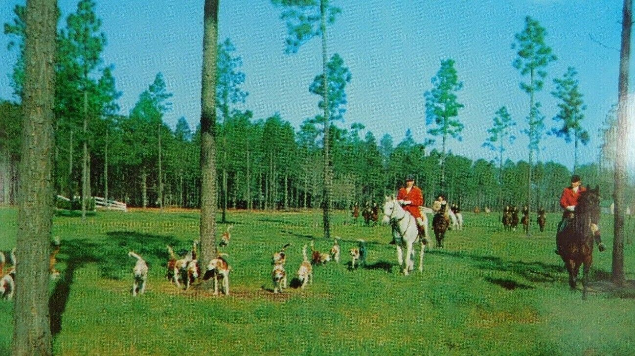 Southern Pines North Carolina Hinting Dogs Hounds Chrome Vintage Postcard