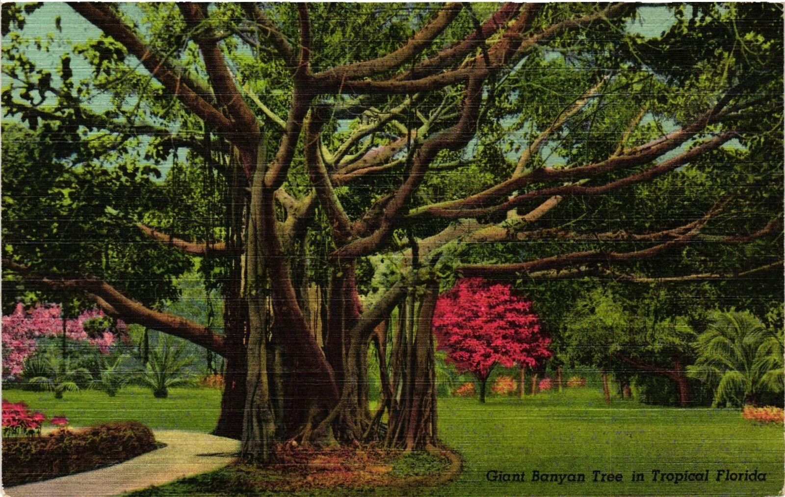 Vintage Postcard- Giant Banyon tree, FL Early 1900s