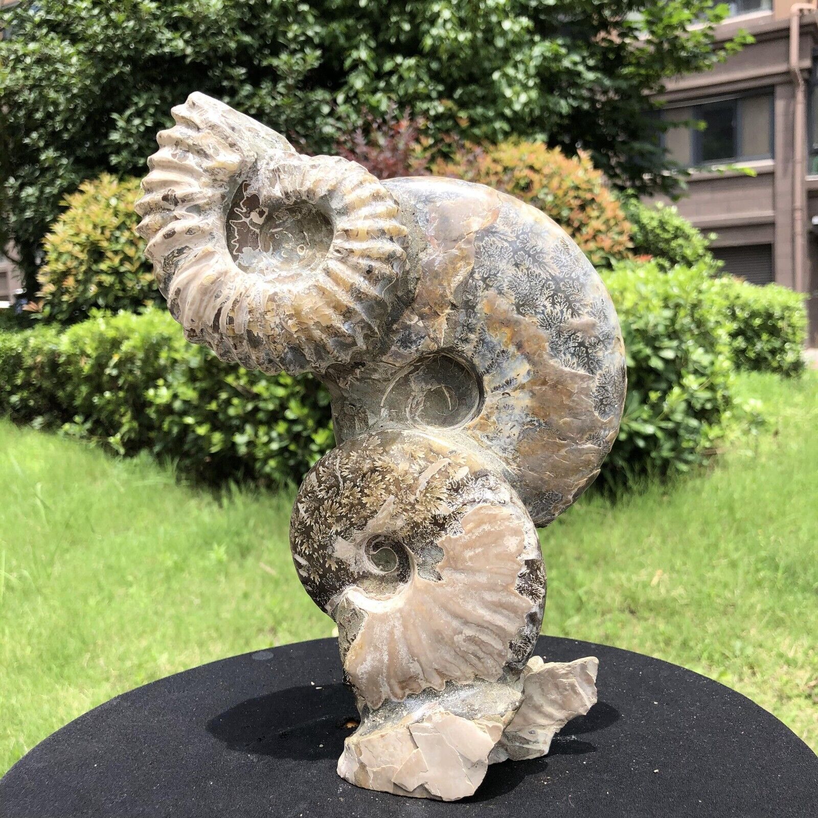 4.07LB TOP Natural Beautiful ammonite fossil conch Crystal specimen heals 1511