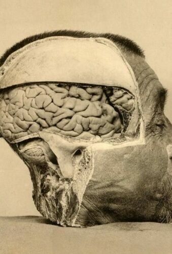 Antique Medical Brain Specimen Photo 174b Oddleys Strange & Bizarre
