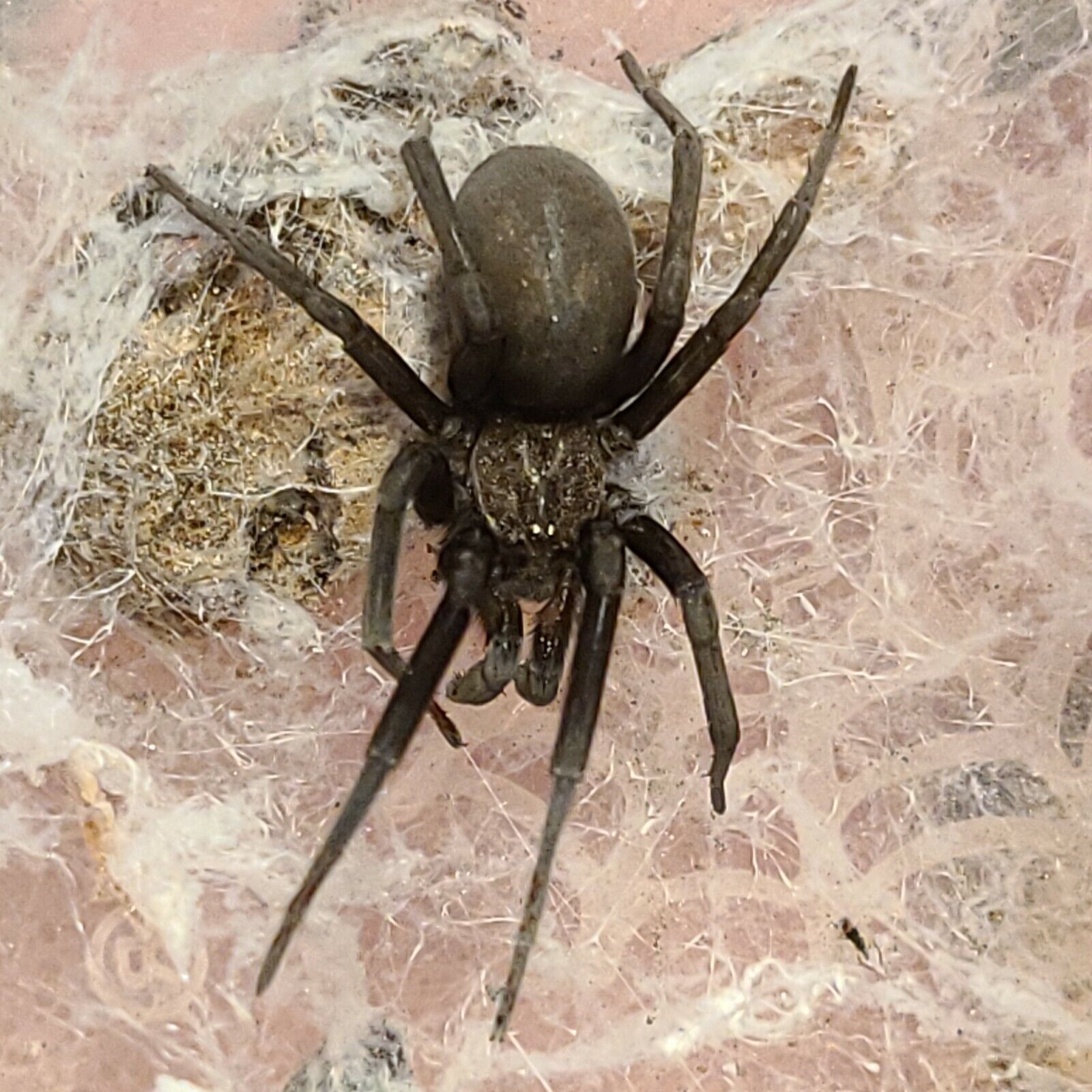 FEEDER Arizona Black Hole Spider (Kukulcania arizonica) *Rarely available*