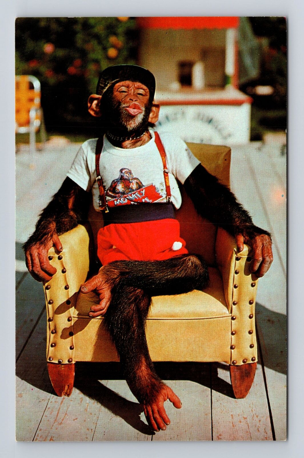 Miami FL-Florida, Chimpanzee at Monkey Jungle, Antique Vintage Souvenir Postcard