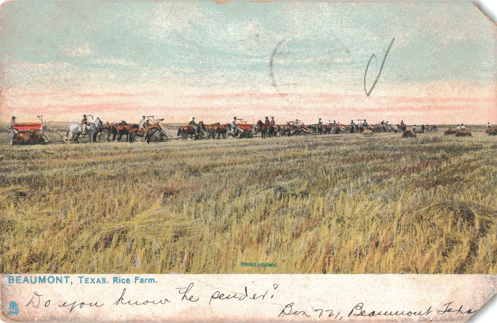 Beaumont TX Texas Rice Farm Harvest Time Tuck\'s 1907 Postcard B491