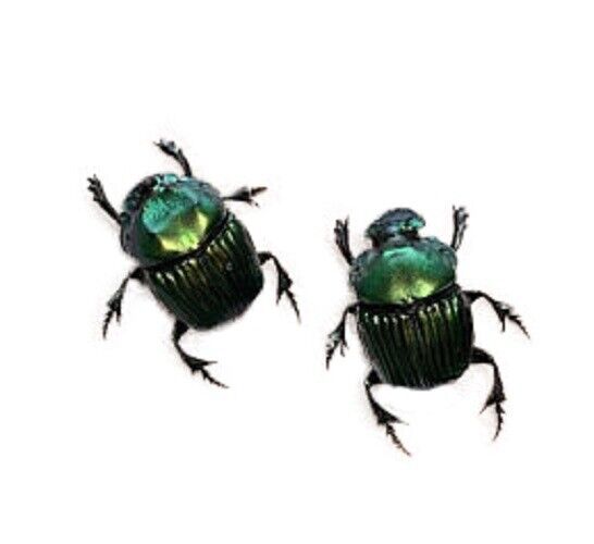 Sulcophanaeus achilli pair ONE REAL GREEN DUNG BEETLE PACKAGED