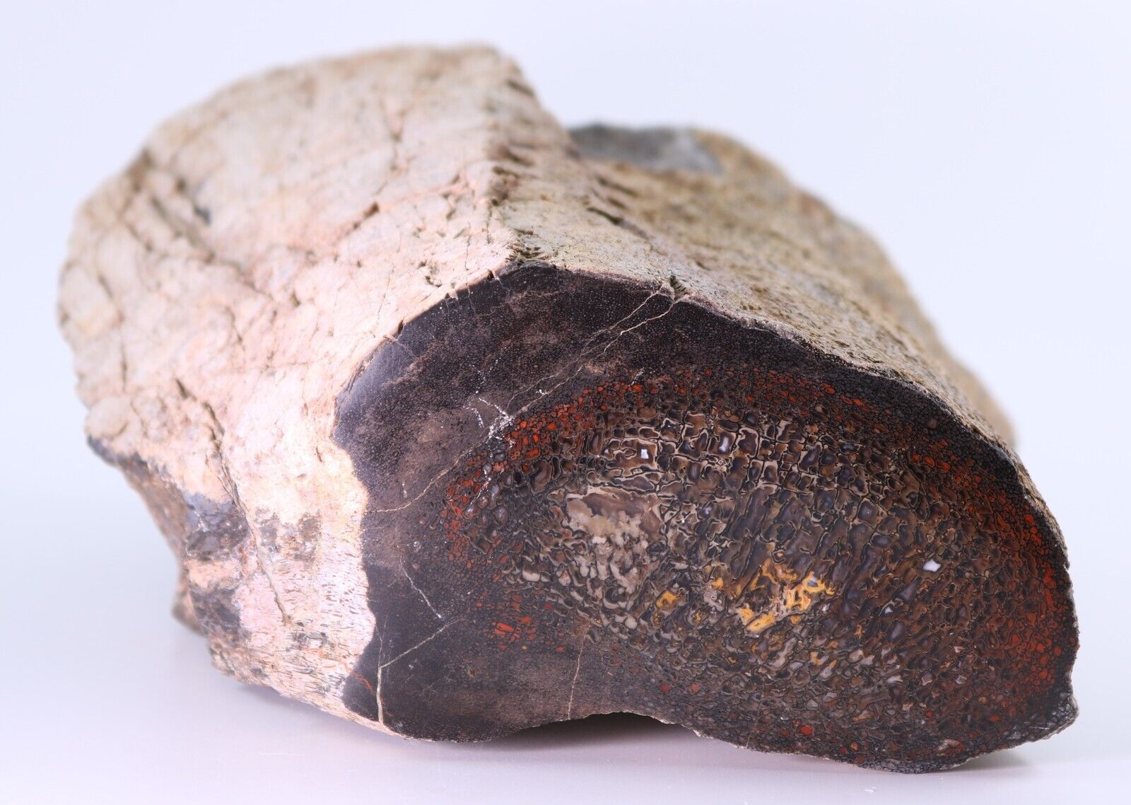 Huge 3605 g. Jurassic Dinosaur Fossil Gembone 2 polished sides Utah UT COA 5696