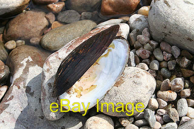 Photo 6x4 A freshwater pearl mussel on the banks of the Spey. Mosstodloch c2007